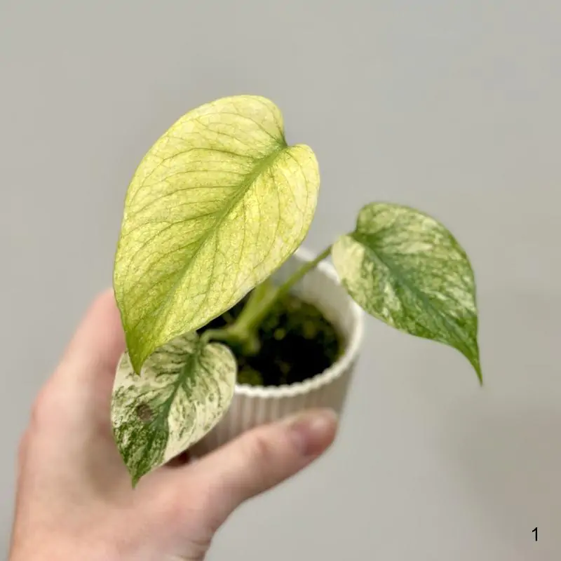 Monstera deliciosa ‘Mint’ baby 1