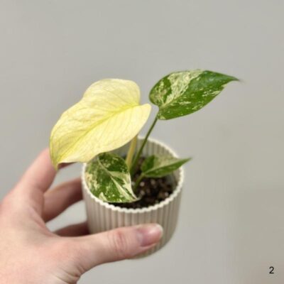 Monstera deliciosa ‘Mint’ baby monstera deliciosa mint variegated panasovana