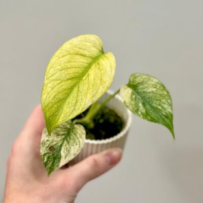 Monstera deliciosa ‘Mint’ baby monstera deliciosa mint variegated panasovana