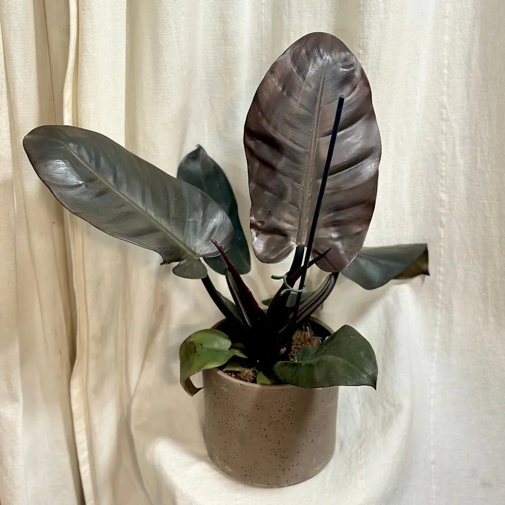 Philodendron ‘Black Cardinal’ veľký