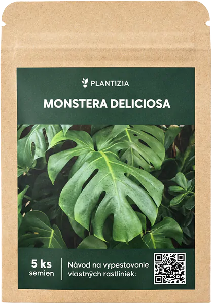 semienka monstery Plantizia.sk