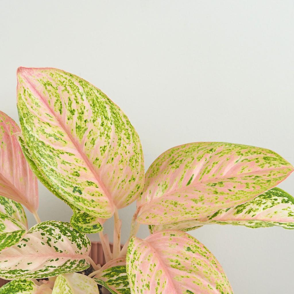 Aglaonema ‘Bidadari’ maxi Aglaonema Bidadari ruzova izbova rastlina