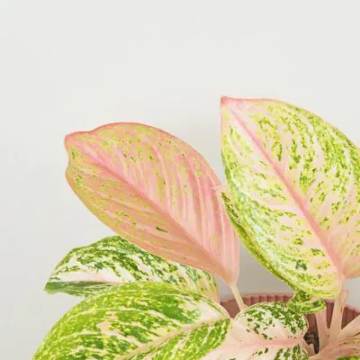 Aglaonema ‘Bidadari’ maxi Aglaonema Bidadari ruzova izbova rastlina