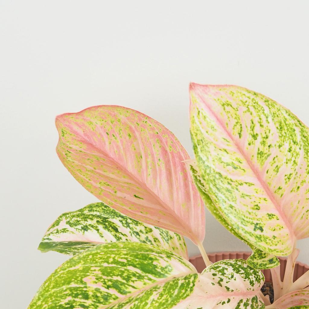 Aglaonema ‘Bidadari’ maxi Aglaonema Bidadari ruzova izbova rastlina