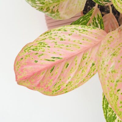 Aglaonema ‘Bidadari’ maxi Aglaonema Bidadari ruzova izbova rastlina