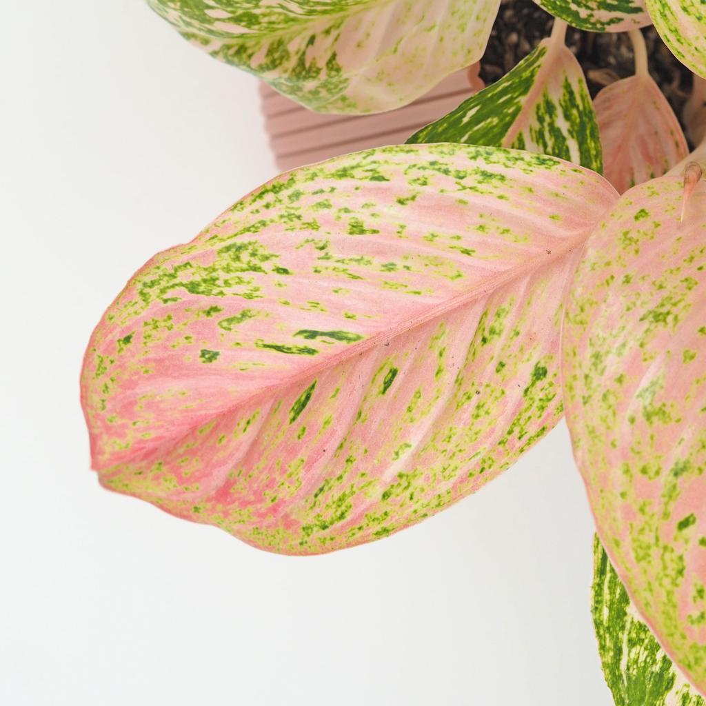 Aglaonema ‘Bidadari’ maxi Aglaonema Bidadari ruzova izbova rastlina