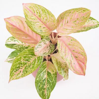 Aglaonema ‘Bidadari’ maxi Aglaonema Bidadari ruzova izbova rastlina