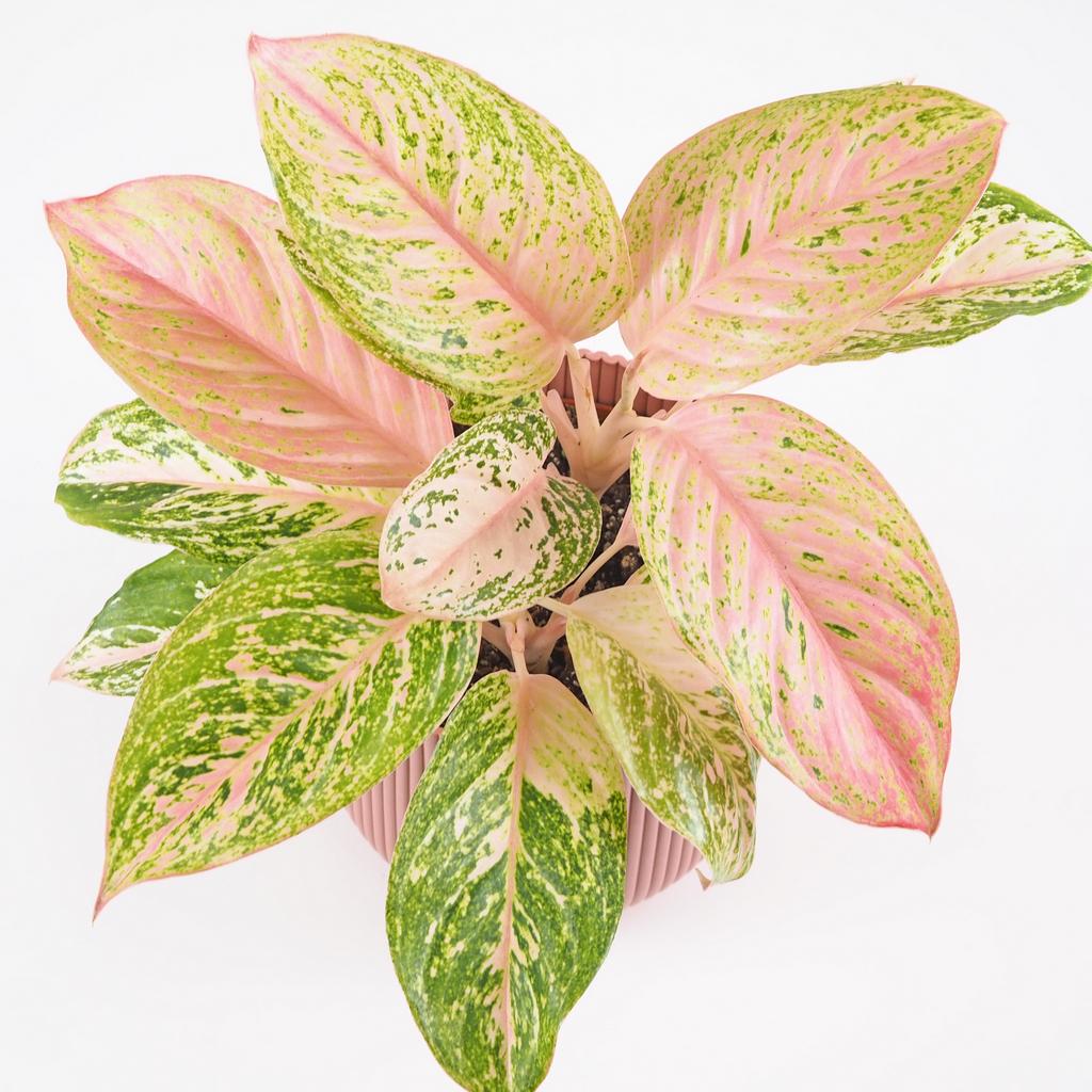 Aglaonema ‘Bidadari’ maxi Aglaonema Bidadari ruzova izbova rastlina