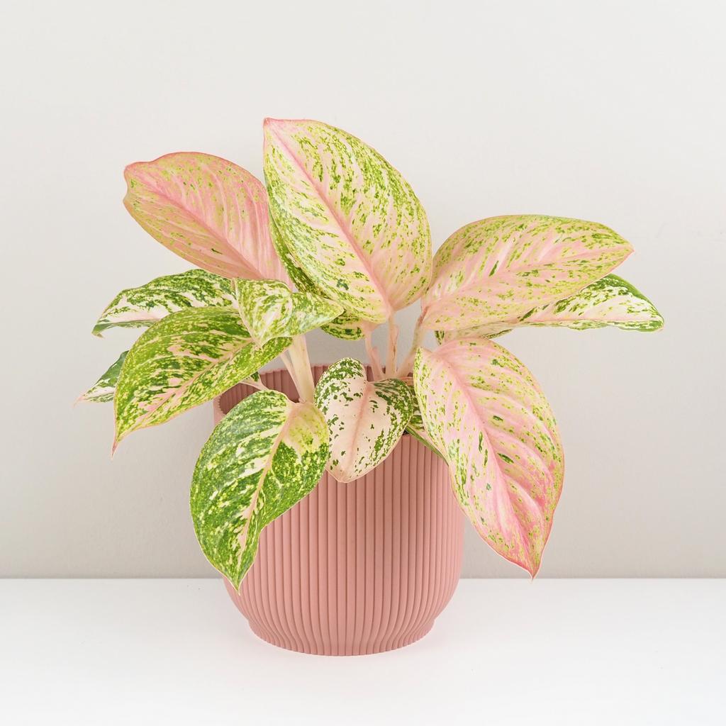 Aglaonema ‘Bidadari’ maxi Aglaonema Bidadari ruzova izbova rastlina