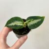 Aglaonema pictum malá aglaonema pictum zelena