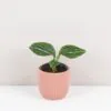 Aglaonema ‘Tom’s Pride’ malá aglaonema Tom’s Pride mala