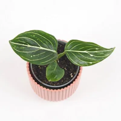 Aglaonema ‘Tom’s Pride’ malá aglaonema Tom’s Pride