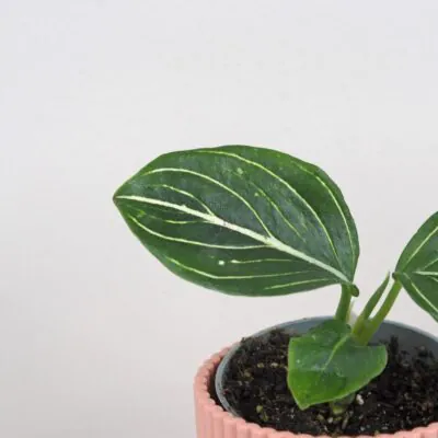 Aglaonema ‘Tom’s Pride’ malá aglaonema Tom’s Pride