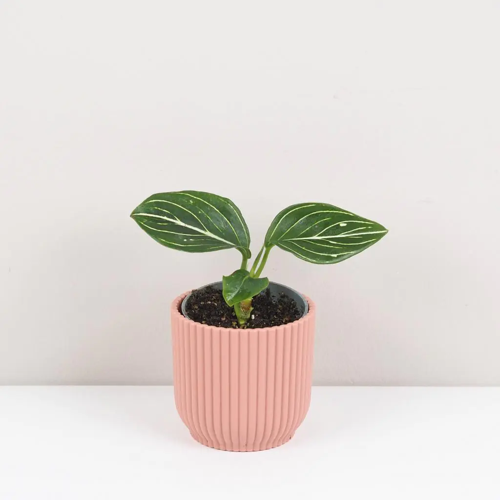 Aglaonema ‘Tom’s Pride’ malá