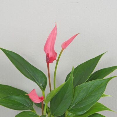 Anthurium andraeanum Lilli ruzova anturia
