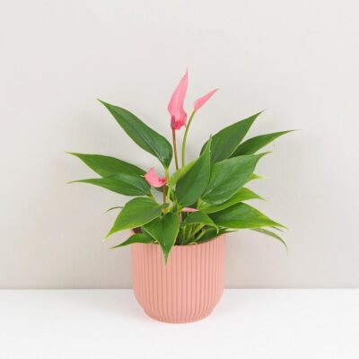 Anthurium andraeanum Lilli ruzova anturia