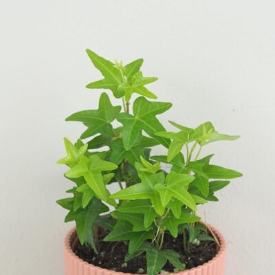 Brečtan / Hedera helix ‘Jacobine’ brectan hedera helix Jacobine zelena tahava izbova rastlina