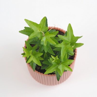 Brečtan / Hedera helix ‘Jacobine’ brectan hedera helix Jacobine zelena tahava izbova rastlina