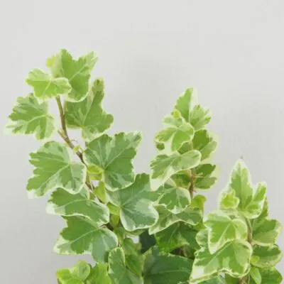 Brečtan / Hedera Helix variegata panasovany brectan hedera helix variegata tahava izbova rastlina