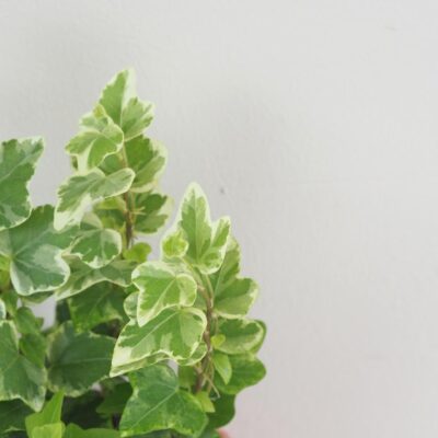 Brečtan / Hedera Helix variegata panasovany brectan hedera helix variegata tahava izbova rastlina