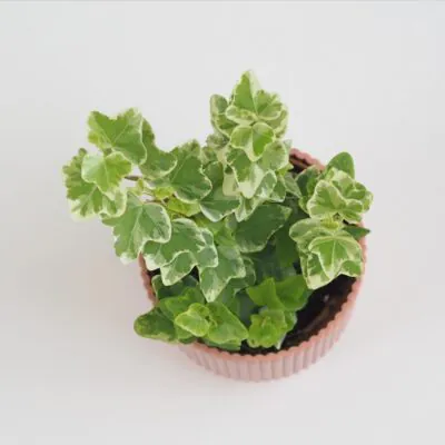 Brečtan / Hedera Helix variegata panasovany brectan hedera helix variegata tahava izbova rastlina