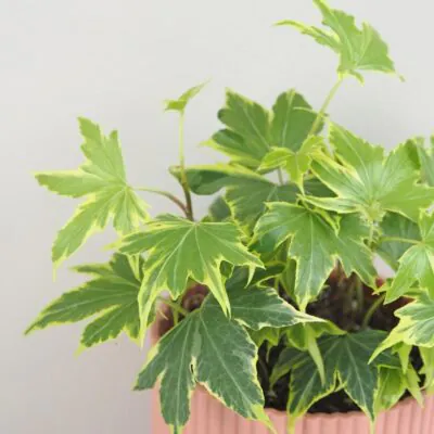 Brečtan / Hedera helix ‘Yellow Ripple’ brectan hedera helix Yellow Ripple