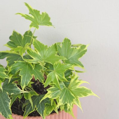 Brečtan / Hedera helix ‘Yellow Ripple’ brectan hedera helix Yellow Ripple