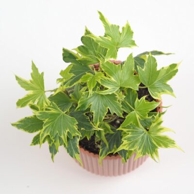 Brečtan / Hedera helix ‘Yellow Ripple’ brectan hedera helix Yellow Ripple