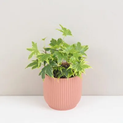 brectan hedera helix Yellow Ripple