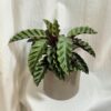 Calathea ‘Velvet Glory’ calathea velvet glory