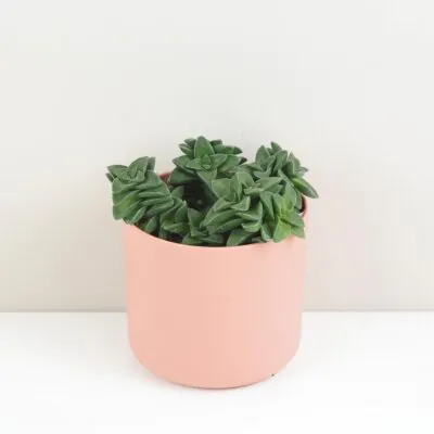 tucnolist crassula springtime