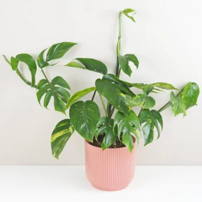 Top 10 nenáročných izbových rastlín pre začiatočníkov Epipremnum pinnatum Cintho Goldfinger panasovana izbova rastlina