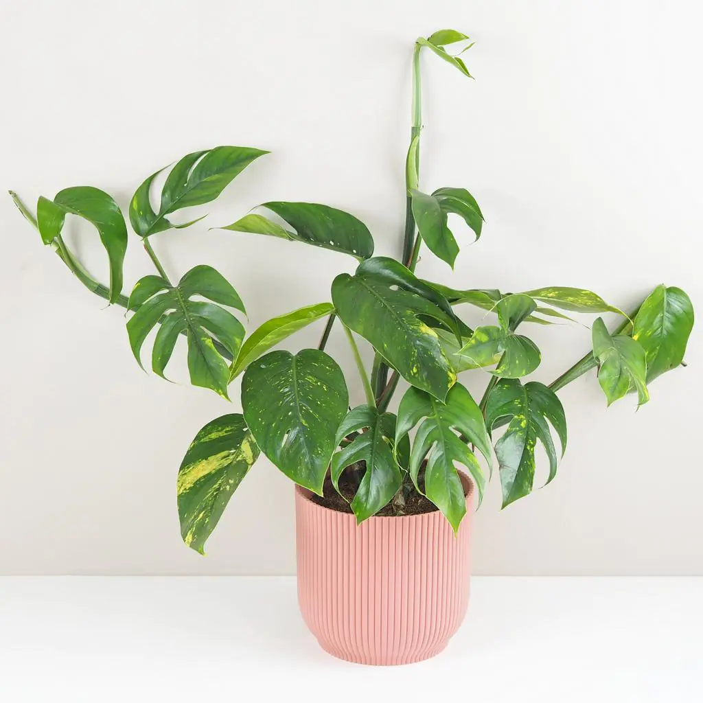 Epipremnum pinnatum ‘Cintho Goldfinger’ maxi