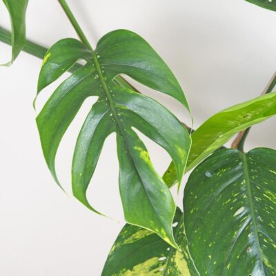 Epipremnum pinnatum ‘Cintho Goldfinger’ maxi Epipremnum pinnatum Cintho Goldfinger panasovana izbova rastlina