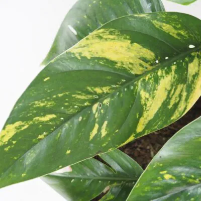 Epipremnum pinnatum Cintho Goldfinger panasovana izbova rastlina