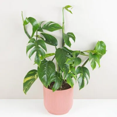 Epipremnum pinnatum ‘Cintho Goldfinger’ maxi Epipremnum pinnatum Cintho Goldfinger panasovana izbova rastlina