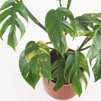 Epipremnum pinnatum Cintho Goldfinger panasovana izbova rastlina