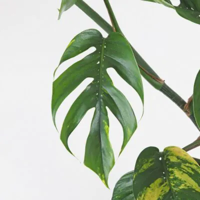 Epipremnum pinnatum Cintho Goldfinger panasovana izbova rastlina