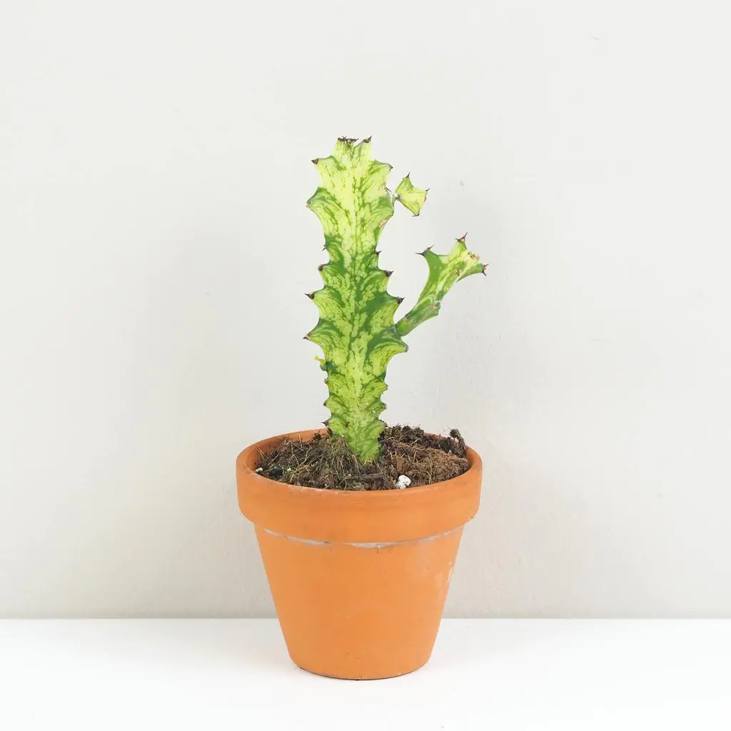 Euphorbia lactea variegata