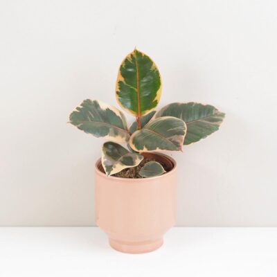 Vzácne panašované izbové rastliny: Tipy na starostlivosť o Albo Monsteru a ďalšie Ficus elastica Belize ruzovy panasovany fikus izbova rastlina plantizia