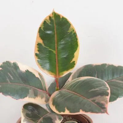 Ficus elastica ‘Belize’ Ficus elastica Belize ruzovy panasovany fikus izbova rastlina plantizia