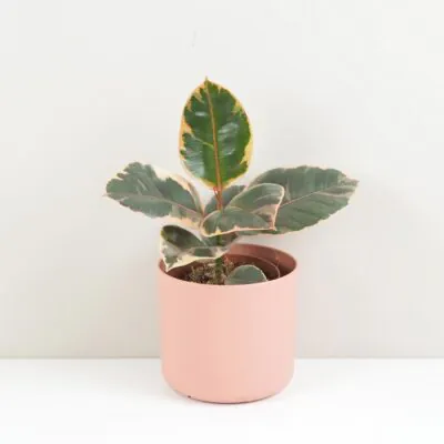 Ficus elastica ‘Belize’ Ficus elastica Belize ruzovy panasovany fikus izbova rastlina plantizia