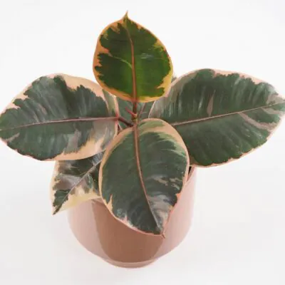 Ficus elastica ‘Belize’ Ficus elastica Belize ruzovy panasovany fikus izbova rastlina plantizia