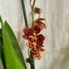 Orchidea Odontoglossum ‘Red Hybrid’ orchidea odontoglossum red hybrid