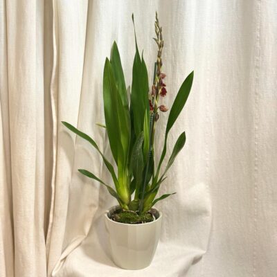 orchidea odontoglossum red hybrid