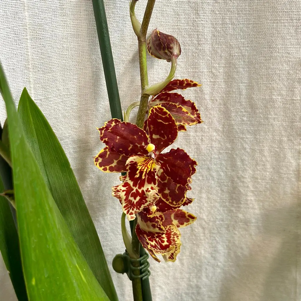 Orchidea Odontoglossum ‘Red Hybrid’