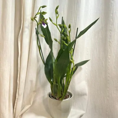 Orchidea Zygopetalum ‘Adelaide Meadows’ orchidea zygopetaum Adelaide Meadows