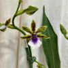 Orchidea Zygopetalum ‘Adelaide Meadows’ orchidea zygopetaum Adelaide Meadows