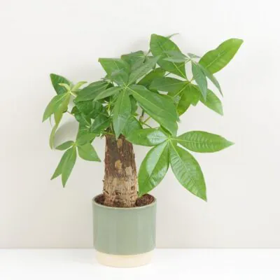 Ako si vybrať prvú izbovú rastlinu: 6 tipov, aby vám vydržala a robila radosť pachira aquatica na kmeni