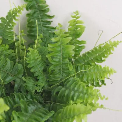Papraď Nefrolepka vznešená paprad, nefrolepka, nefrolepka vznesena, nephrolepis exaltata, rastlina do tiena, kvet do tiena, vlhkomilná rastlina, rastlina do kupelne, izbovka, izbova rastlina, izbovy kvet